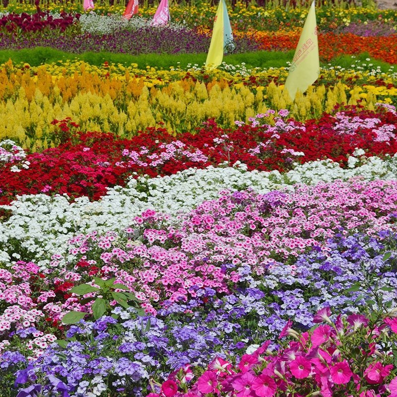 野花组合花种子四季种开花不断格桑花种子花海庭院绿化花种子