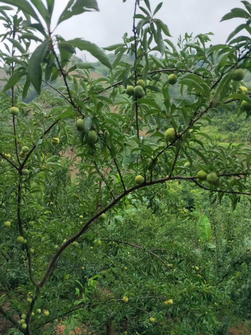 蜂糖李