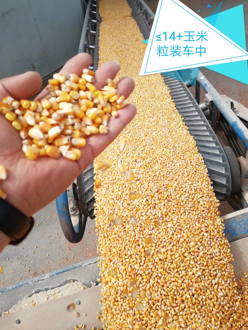 玉米玉米干粮19自然干粮17-18二等玉米