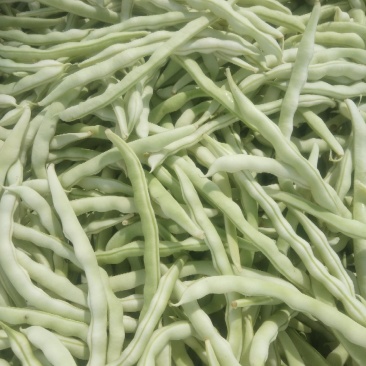 芸豆，白不老芸豆基地，欢迎前来考察。