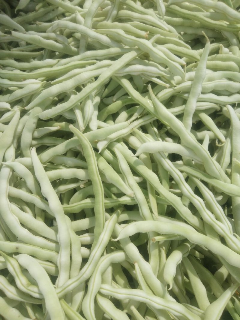 芸豆，白不老芸豆基地，欢迎前来考察。
