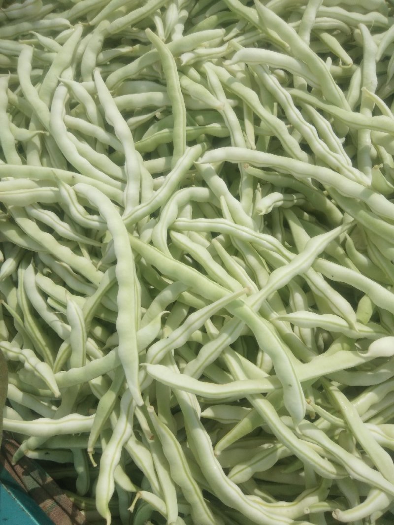 芸豆，白不老芸豆基地，欢迎前来考察。