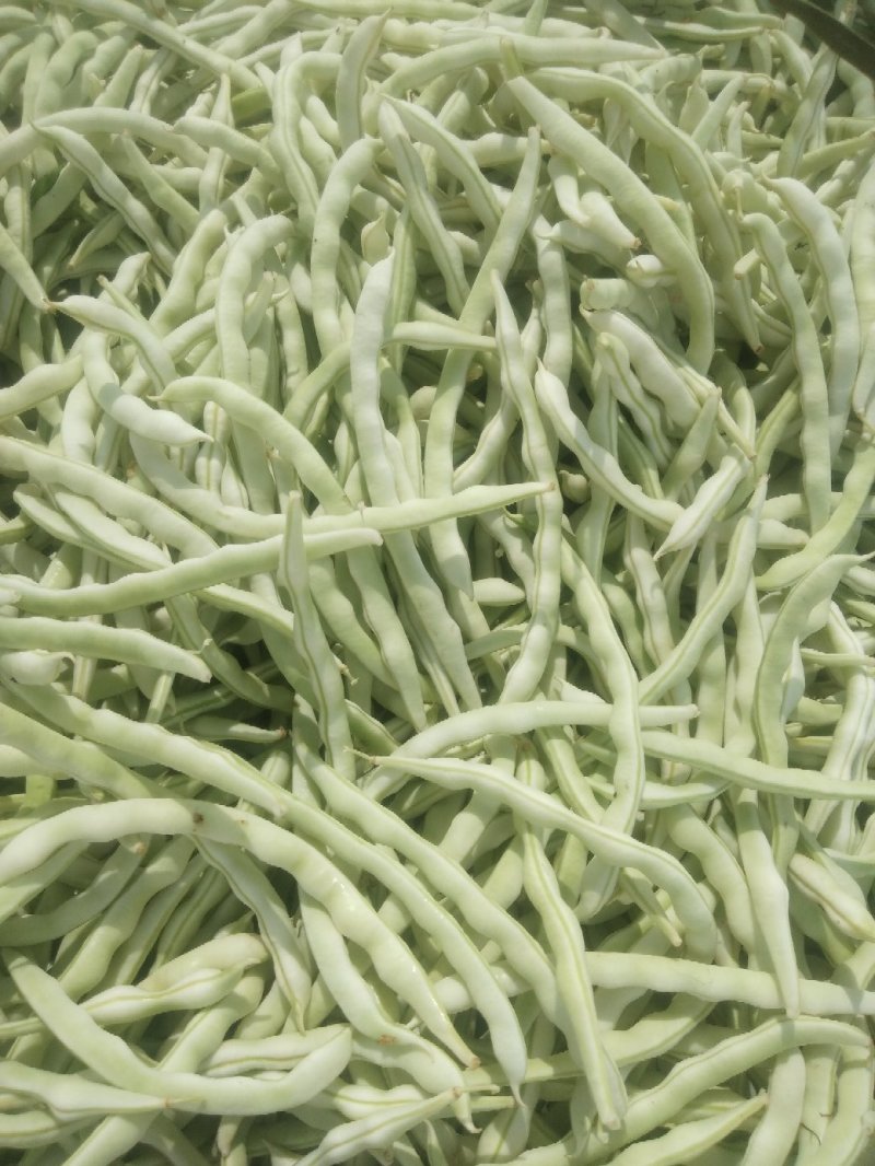 芸豆，白不老芸豆基地，欢迎前来考察。