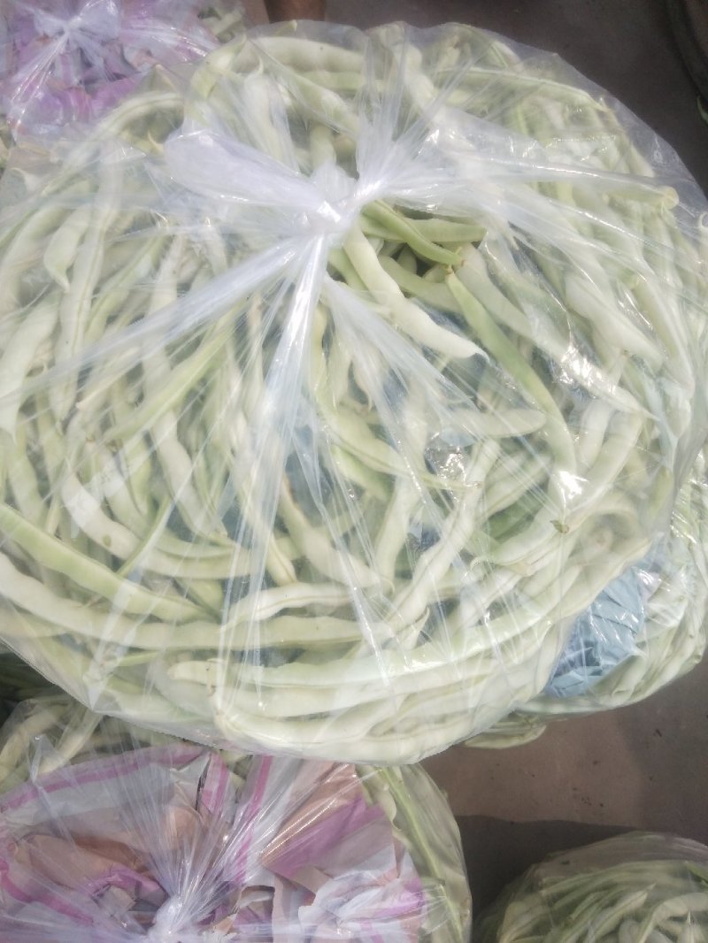 芸豆，白不老芸豆基地，欢迎前来考察。