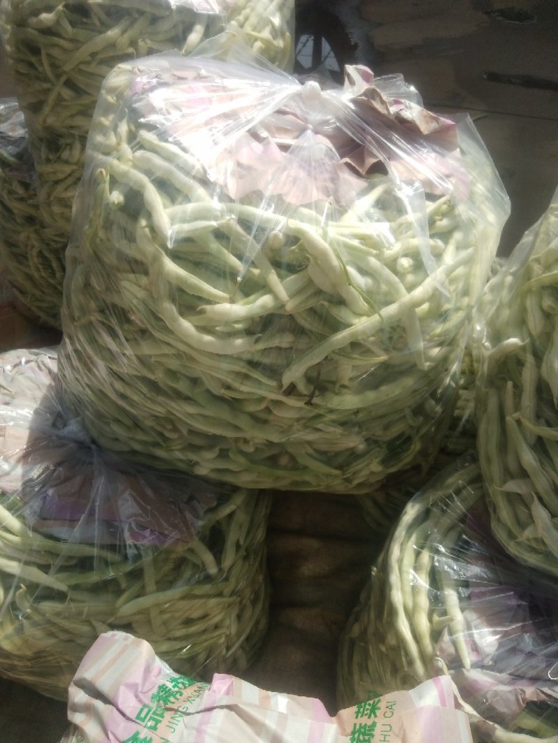 芸豆，白不老芸豆基地，欢迎前来考察。