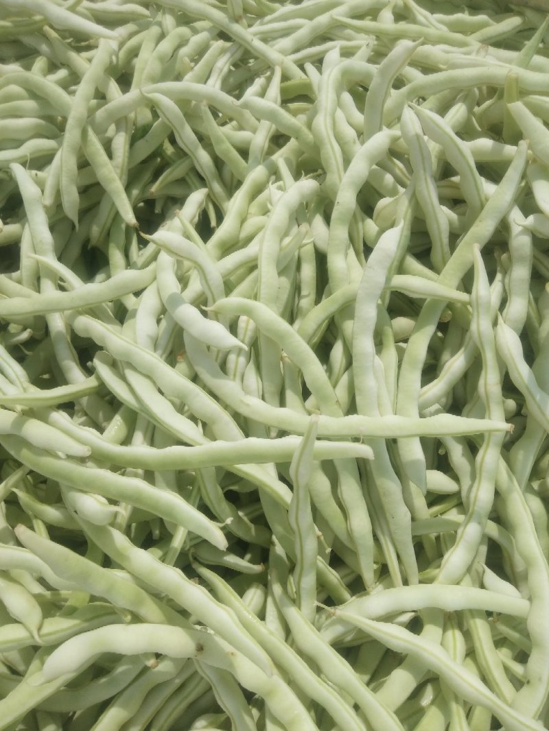 芸豆，白不老芸豆基地，欢迎前来考察。