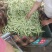 芸豆，白不老芸豆基地，欢迎前来考察。