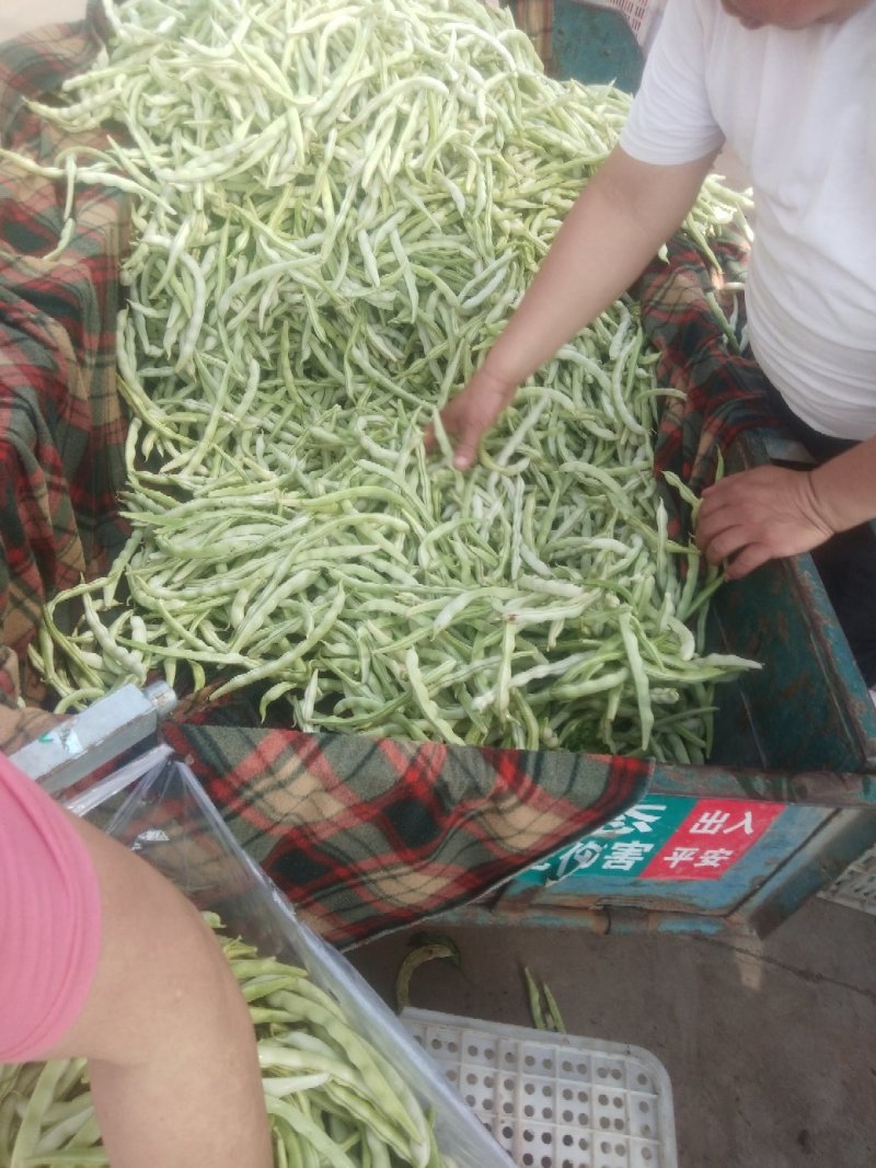 芸豆，白不老芸豆基地，欢迎前来考察。