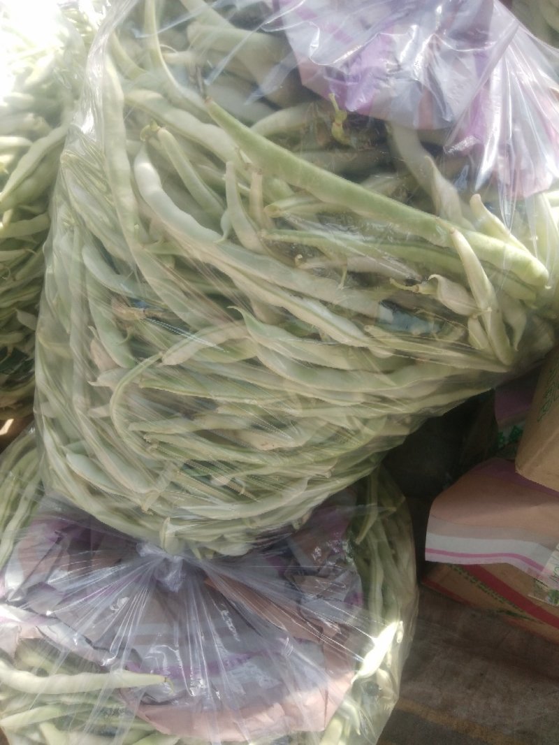 芸豆，白不老芸豆基地，欢迎前来考察。