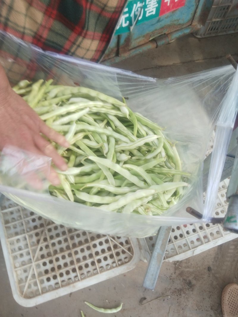 芸豆，白不老芸豆基地，欢迎前来考察。