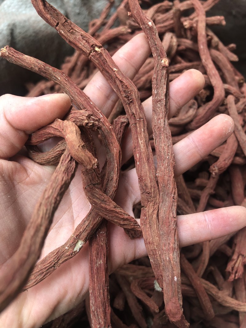 丹参，野生丹参，粗条，细条，一手货源，优质货源，包邮