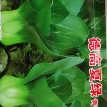 德高夏绿杂交青梗菜，大头束腰抗病丰产优质