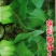 德高夏绿杂交青梗菜，大头束腰抗病丰产优质