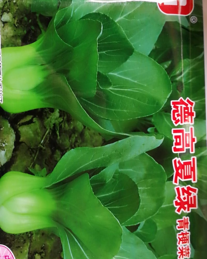 德高夏绿杂交青梗菜，大头束腰抗病丰产优质