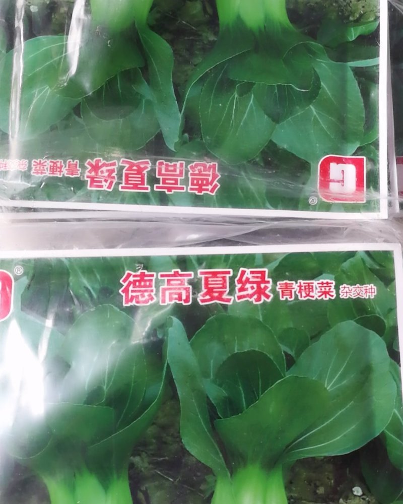德高夏绿杂交青梗菜，大头束腰抗病丰产优质