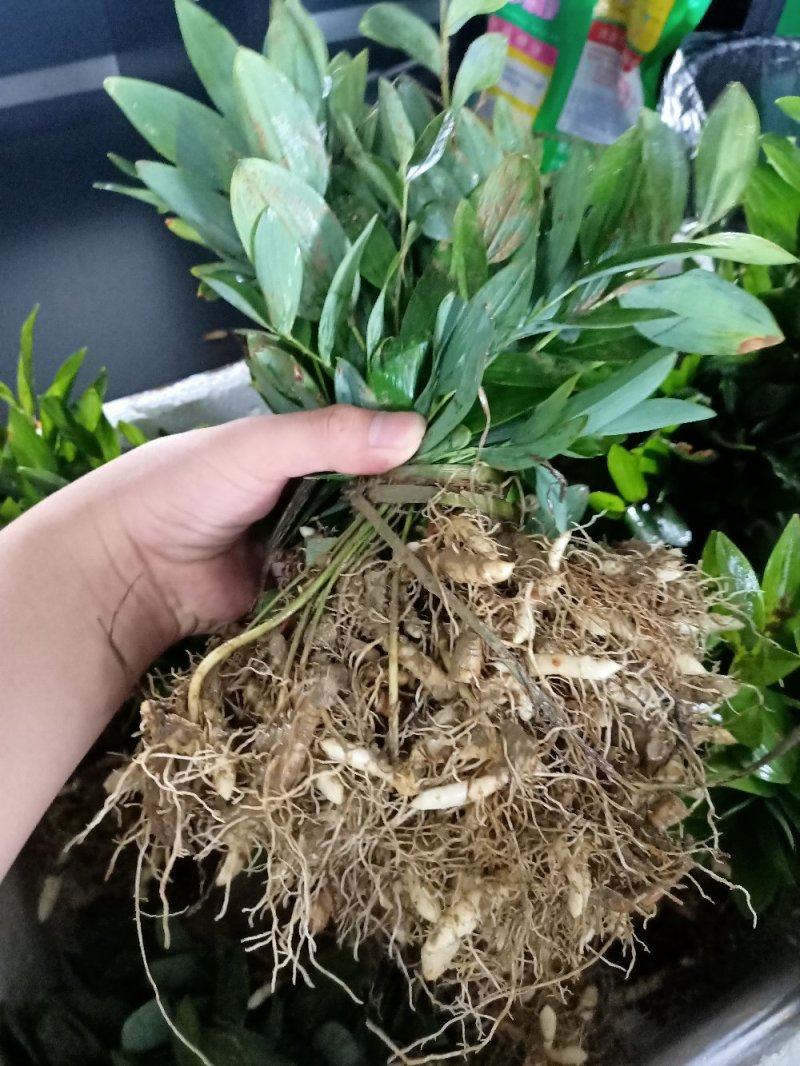 玉竹苗玉竹种苗南玉竹玉竹种植玉竹种苗