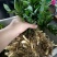 玉竹苗玉竹种苗南玉竹玉竹种植玉竹种苗