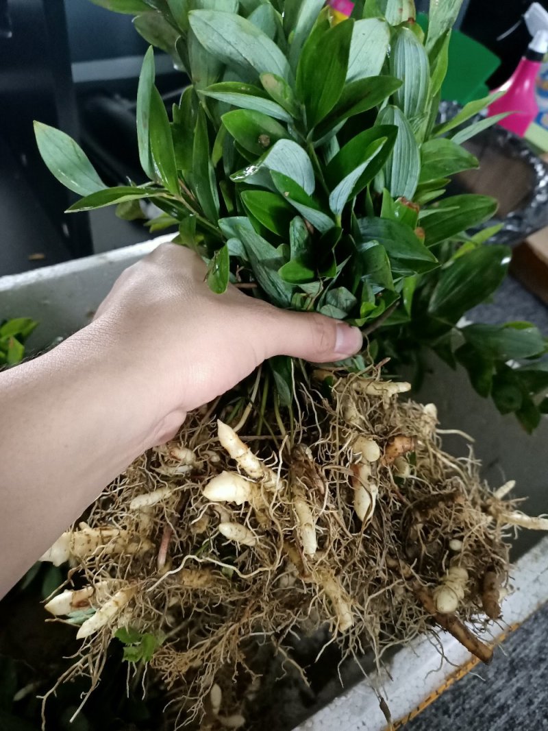 玉竹苗玉竹种苗南玉竹玉竹种植玉竹种苗