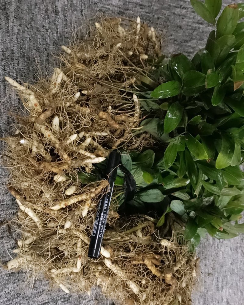 玉竹苗玉竹种苗南玉竹玉竹种植玉竹种苗