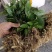 玉竹苗玉竹种苗南玉竹玉竹种植玉竹种苗