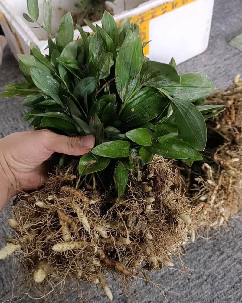 玉竹苗玉竹种苗南玉竹玉竹种植玉竹种苗
