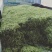 金银花无硫干青花专卖店