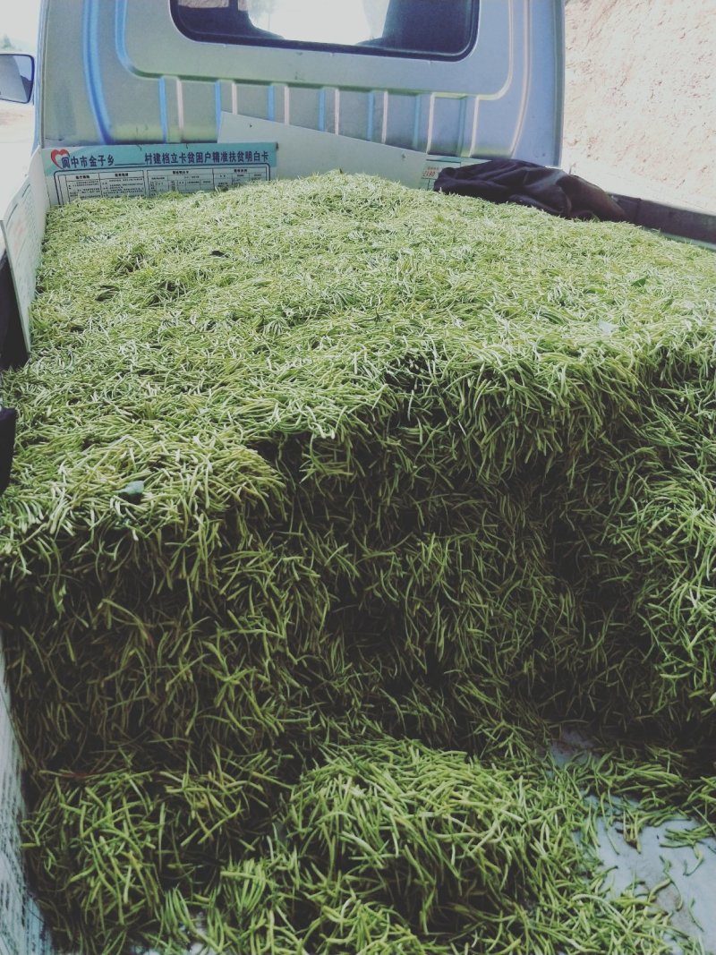 金银花无硫干青花专卖店
