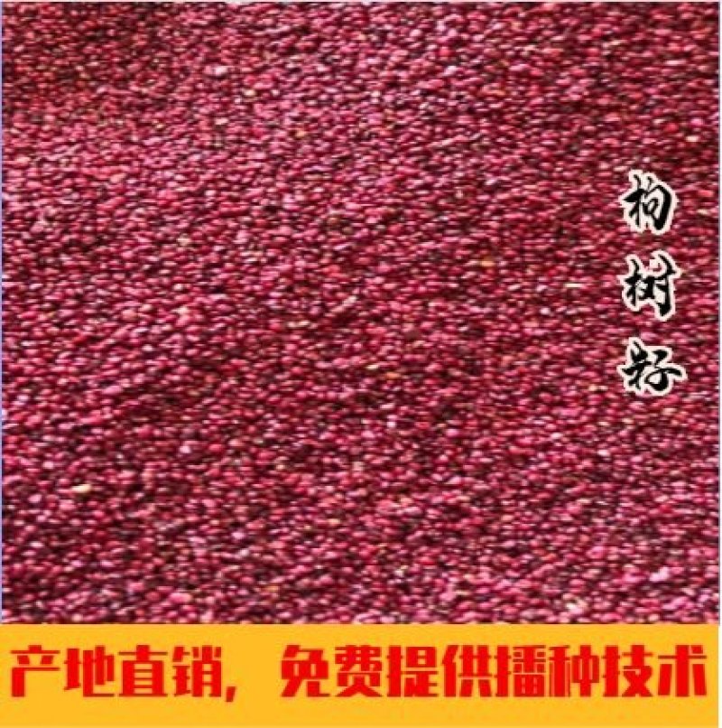 构树构树种子牛羊饲料易播种产量高光山复绿道路绿化诸实