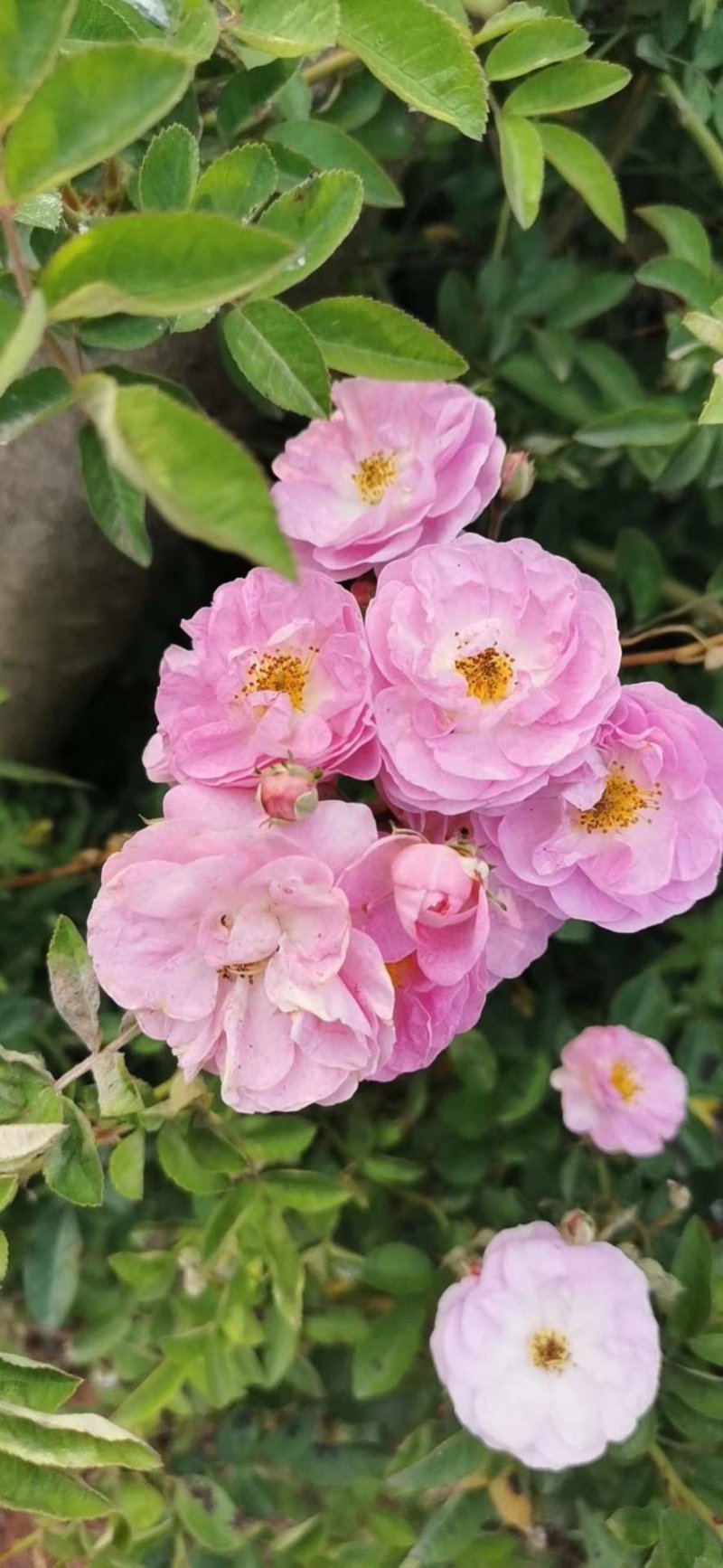 爬藤月季