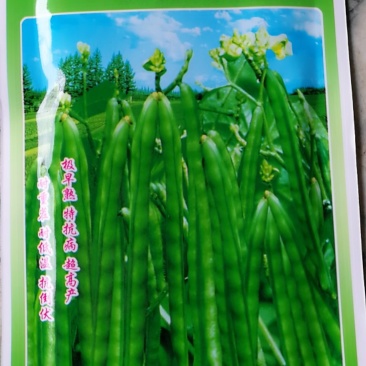 绿丰王绿豆种子，极早熟特抗病超高产，耐重茬耐低温抗倒伏。