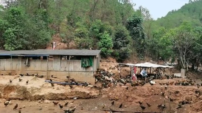 野象林无烟烤鸡纯生态土鸡烤制