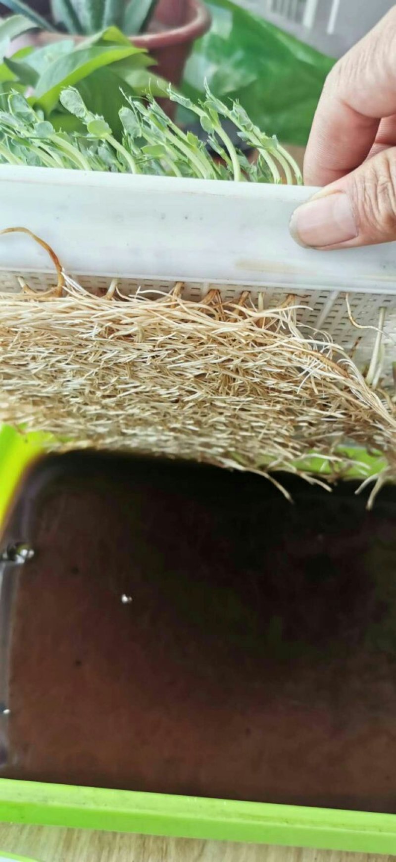 氨基酸水溶肥生根快壮秧膨果增甜着色