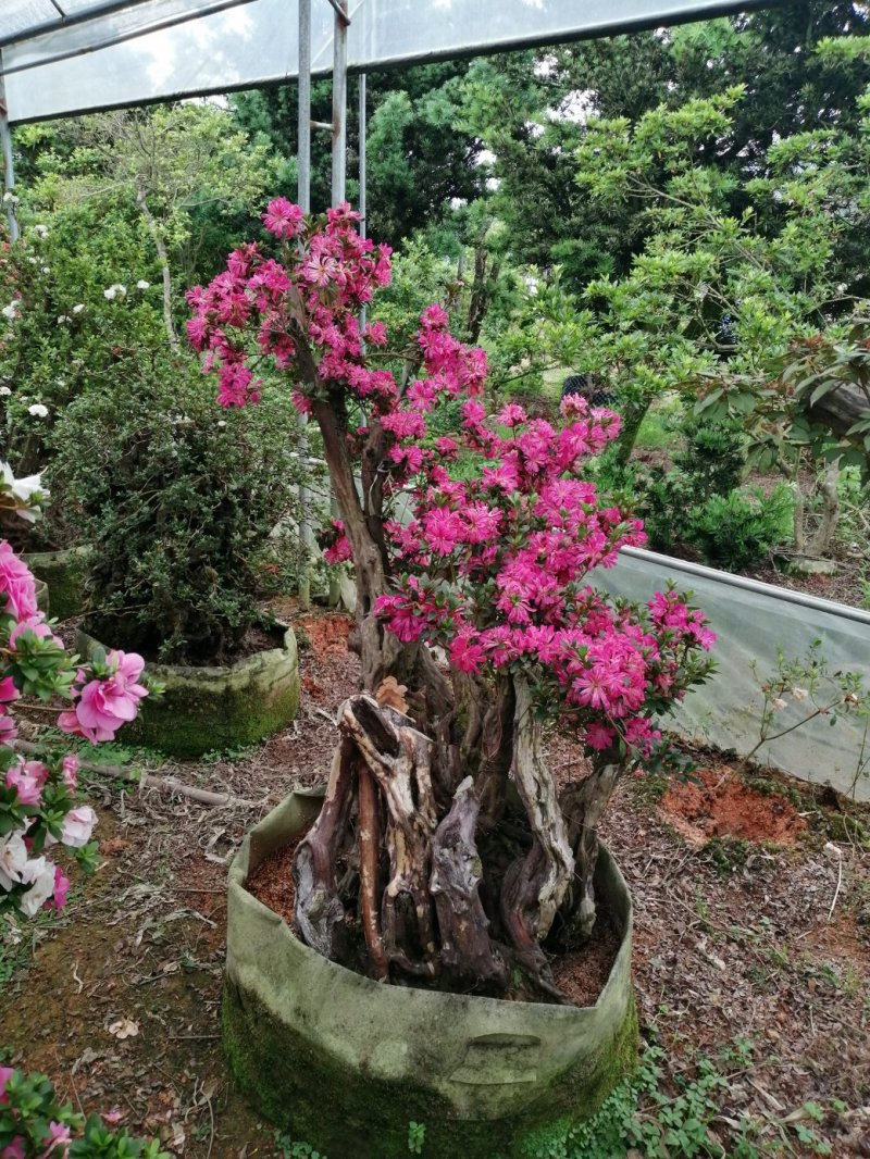 杜鹃花，五宝绿珠，鹃之舞，丹东鹃