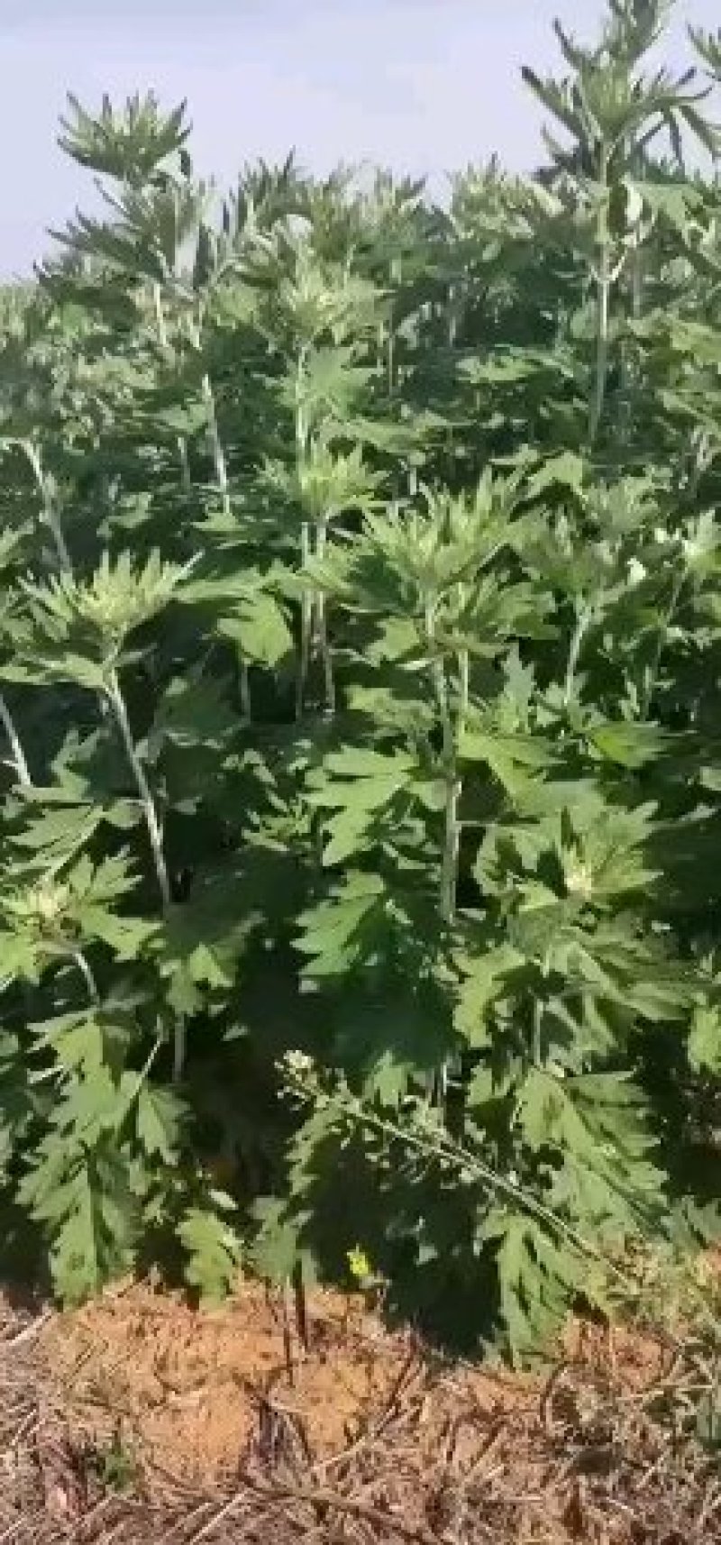 端午节新鲜吉祥艾草，商超直供，产地冷藏发货，货源充足