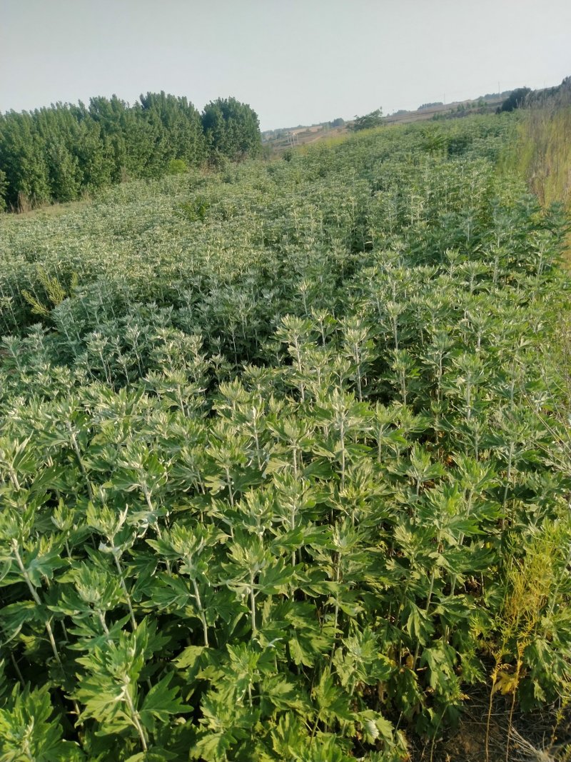 端午节新鲜吉祥艾草，商超直供，产地冷藏发货，货源充足