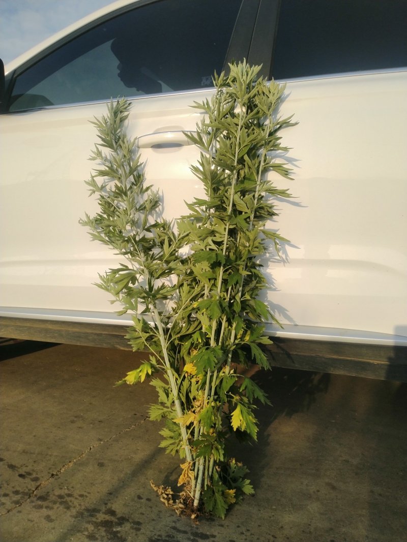 端午节新鲜吉祥艾草，商超直供，产地冷藏发货，货源充足