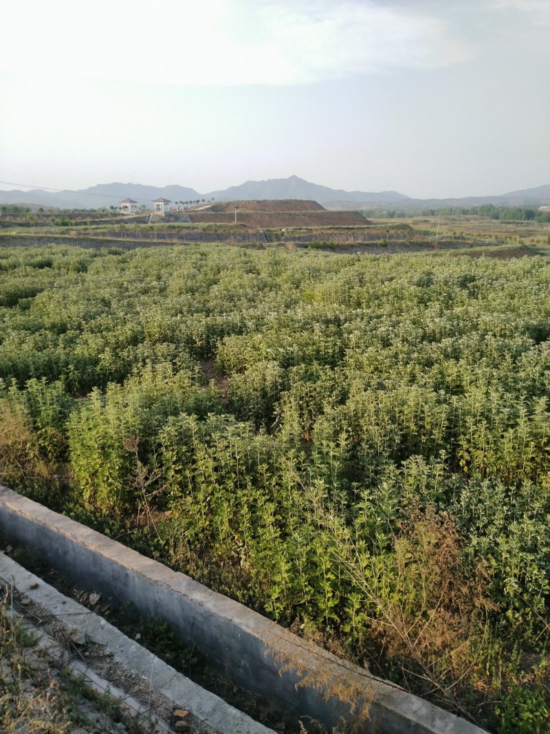 端午节新鲜吉祥艾草，商超直供，产地冷藏发货，货源充足