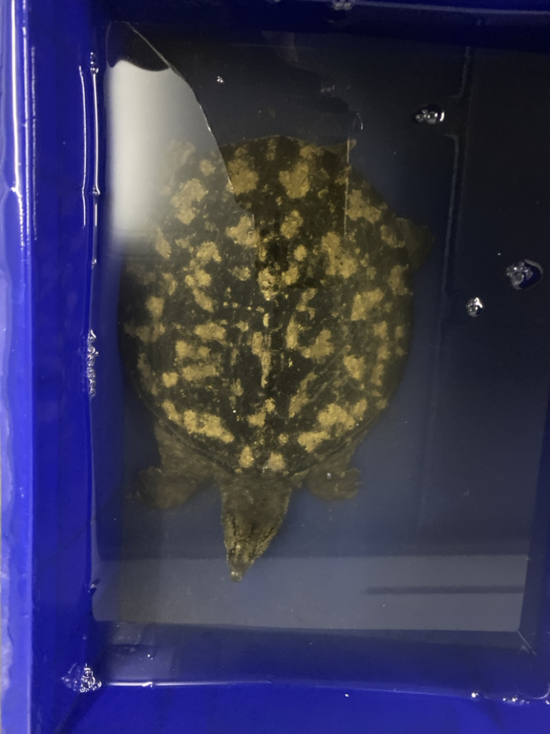 广东精挑外塘生态甲鱼黑花鳖1.5-4斤包邮运到包活