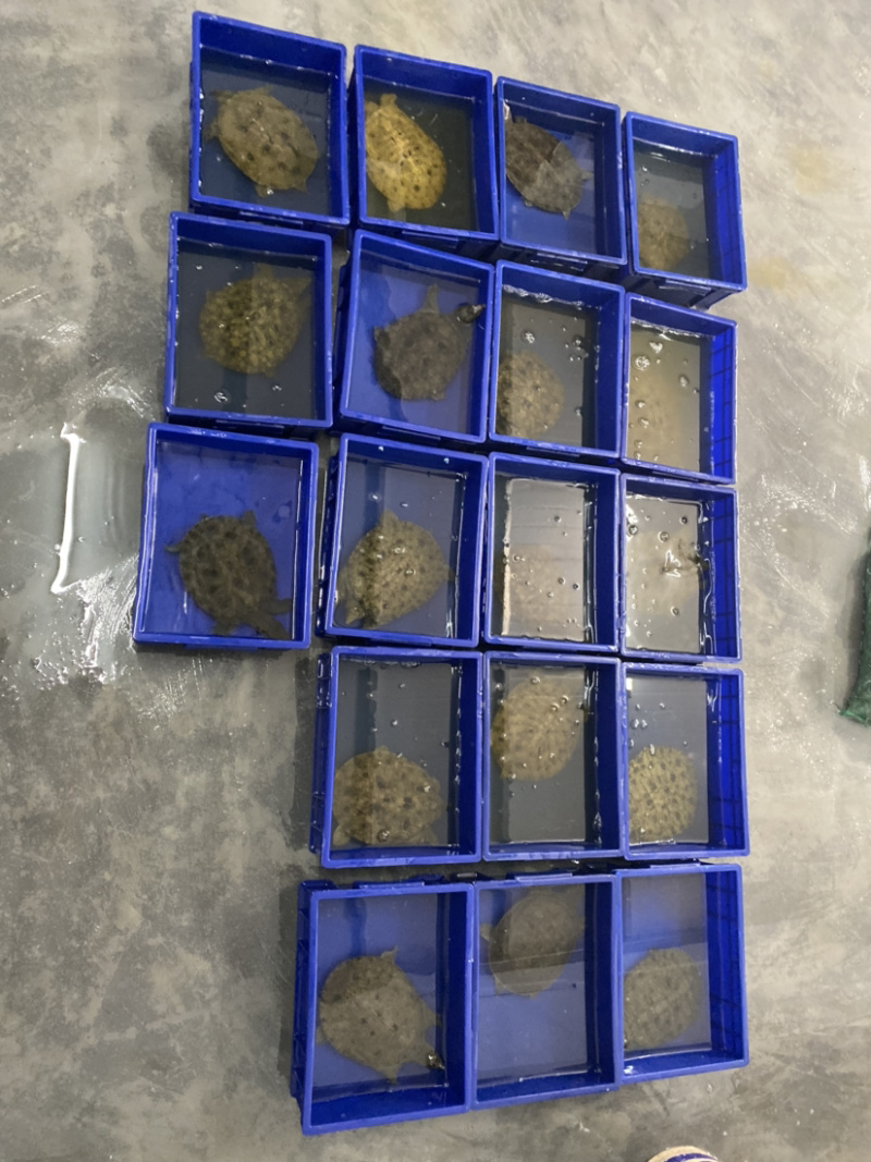 广东精挑外塘生态甲鱼黑花鳖1.5-4斤包邮运到包活