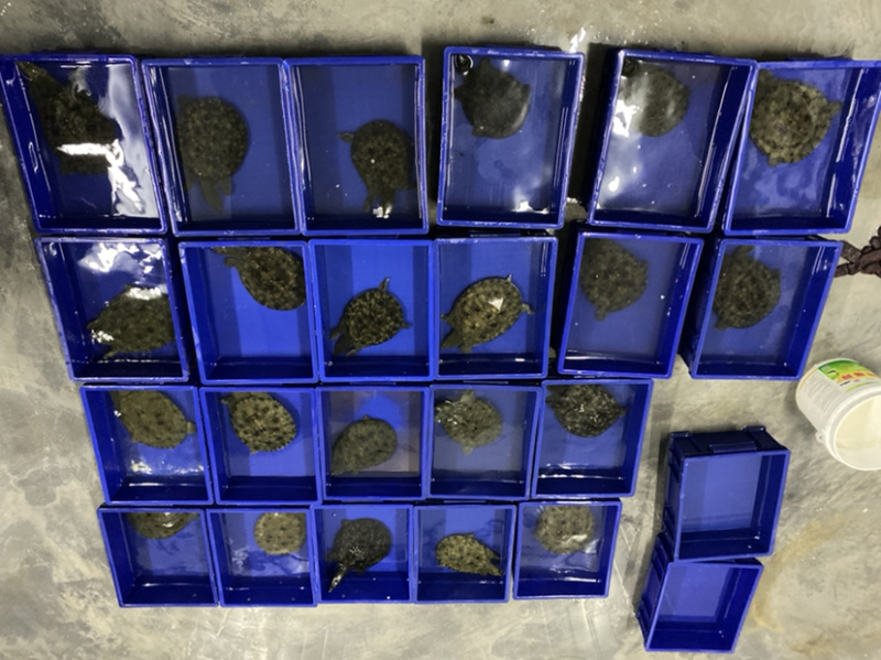广东精挑外塘生态甲鱼黑花鳖1.5-4斤包邮运到包活