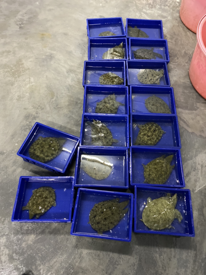 广东精挑外塘生态甲鱼黑花鳖1.5-4斤包邮运到包活