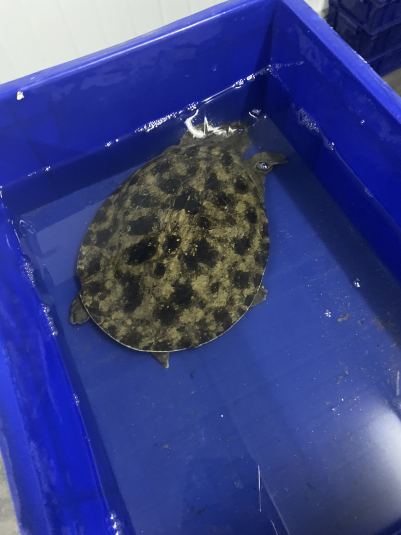 广东精挑外塘生态甲鱼黑花鳖1.5-4斤包邮运到包活