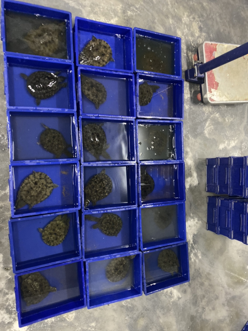 广东精挑外塘生态甲鱼黑花鳖1.5-4斤包邮运到包活