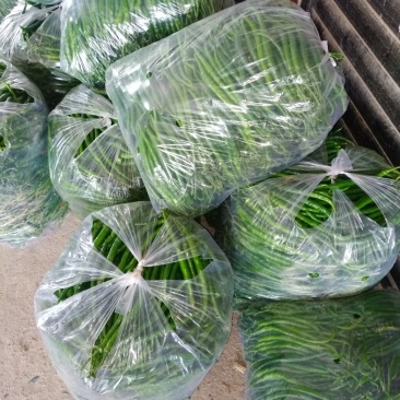 精品新鲜线椒质量好价格便宜有需要的可联系