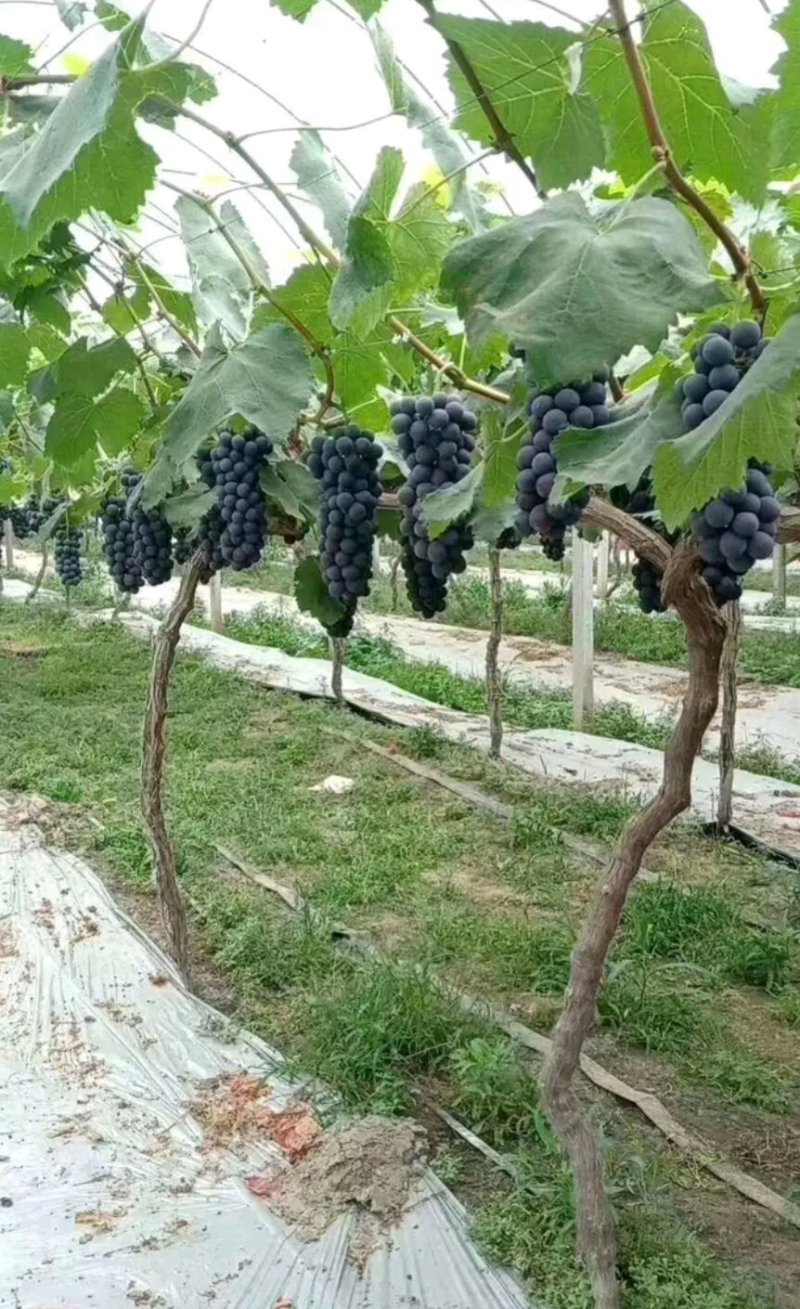 夏黑葡萄