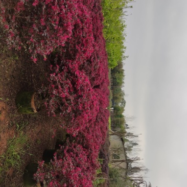 红花继木球
