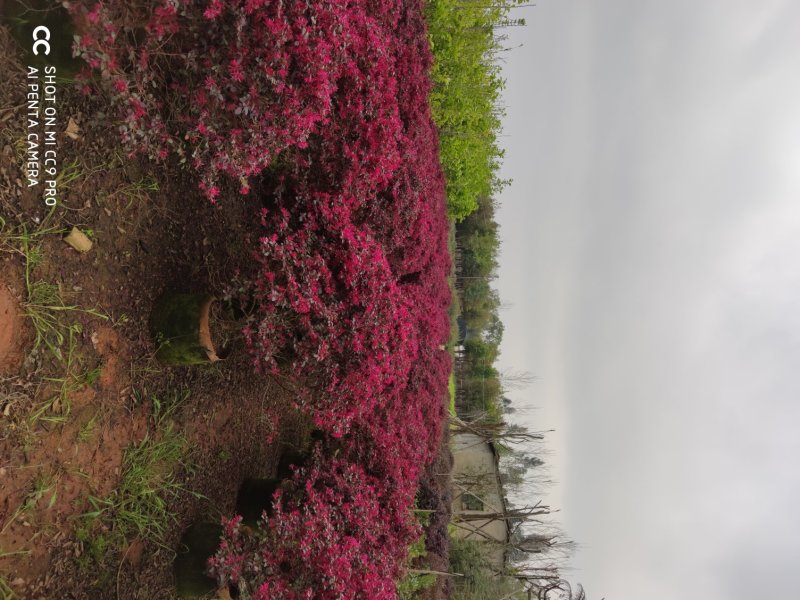 红花继木球