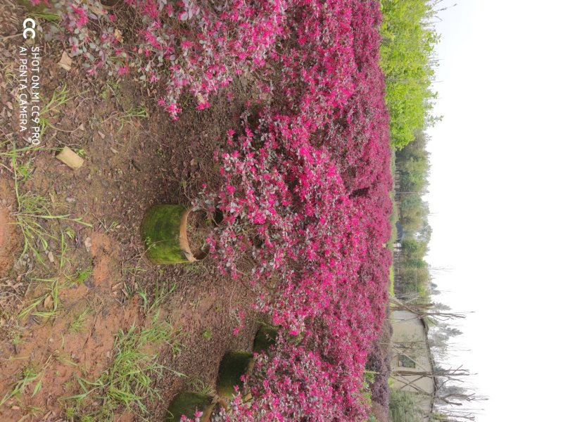 红花继木球