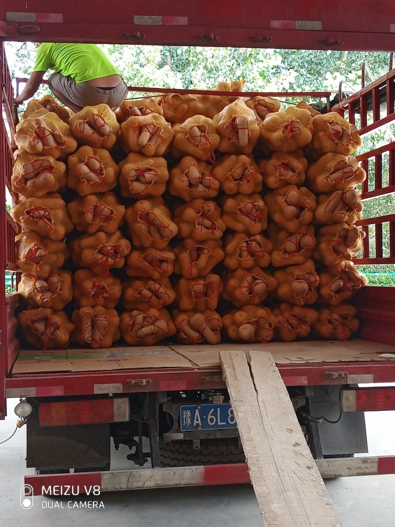 陕西南瓜奶油南瓜，瓜型好，表皮光洁，瓜肉红润。口感甜面