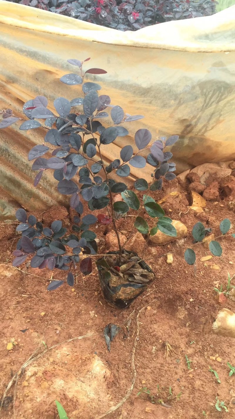 红花继木